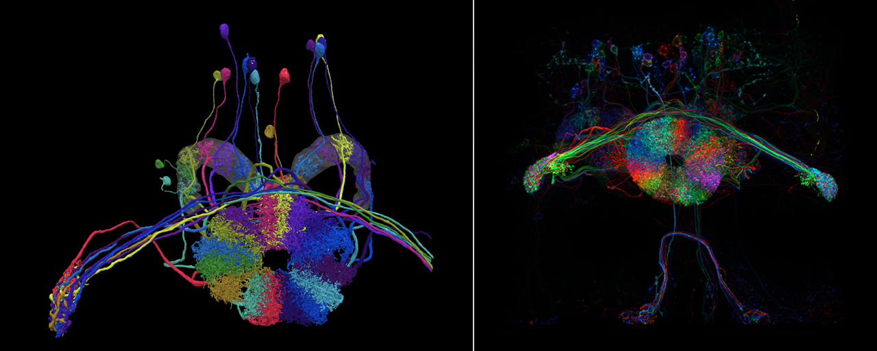 Two views of compass neurons in the Drosophila ellipsoid body