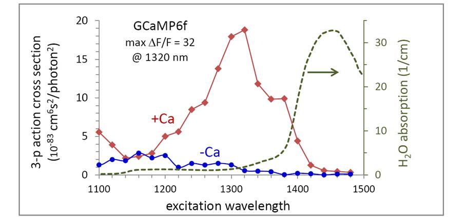 3-photon action cross section GCaMP6f