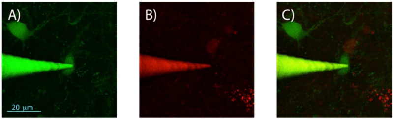 Au nanocluster labeled pipette patching a GFP labeled interneuron