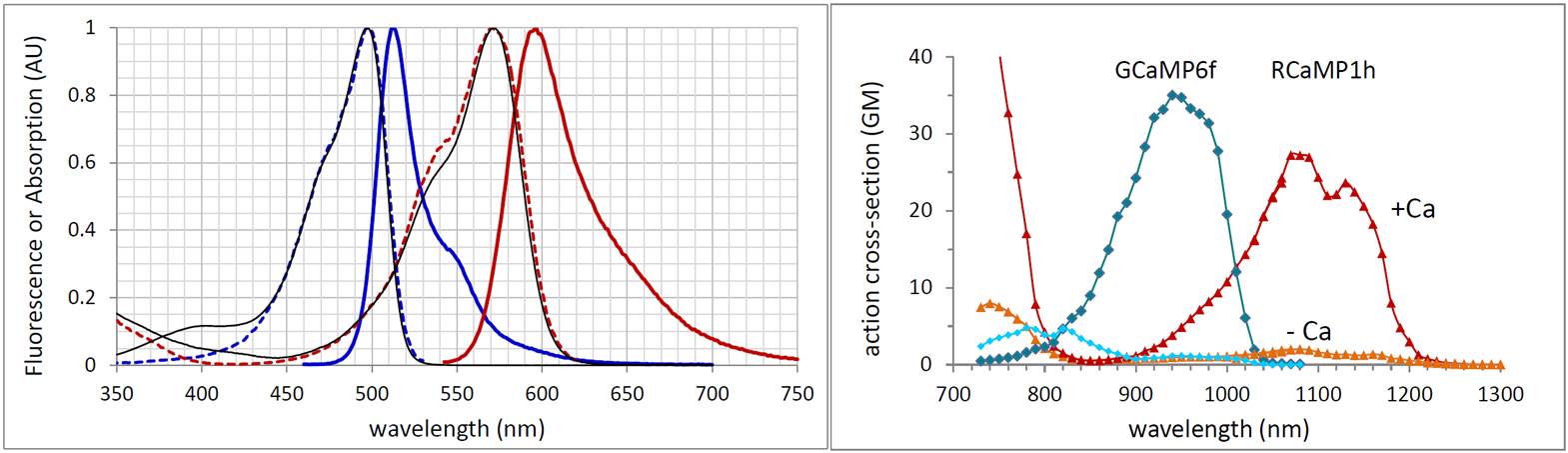  GCaMP6f RCaMP1h emission excitation absorption two-photon spectra