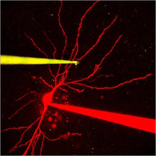 two-photon-excited gold nanocluster coated fluorescent pipette