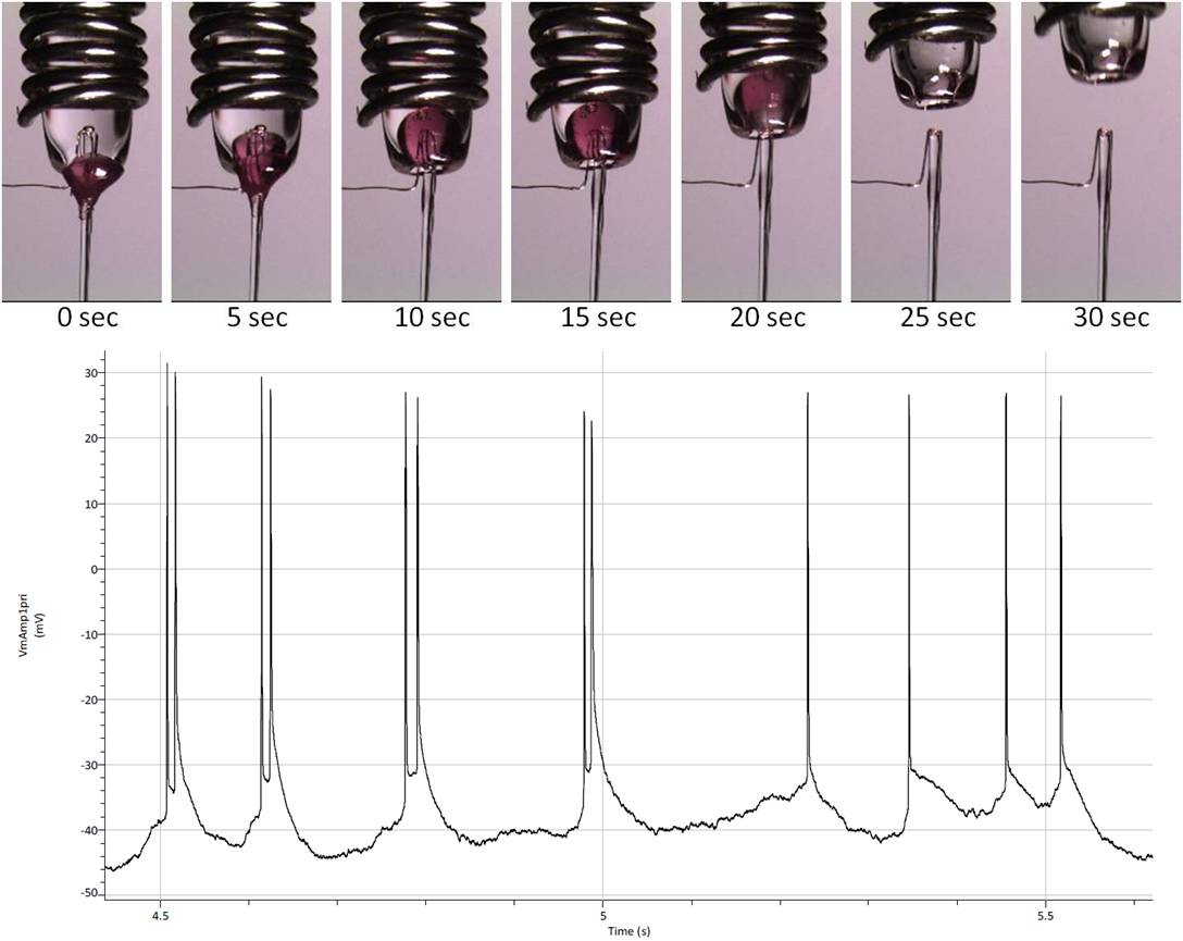 Custom Patch Pipette Probes for Awake Active Brain Recordings