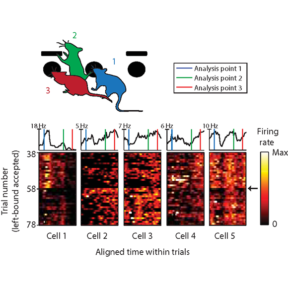 Karpova lab image