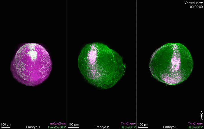 Imaging notochord formation and extension in the mouse embryo at the single-cell level