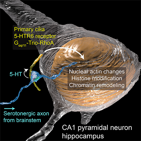 Scientists discover unique imaging technique to view synapse proteins