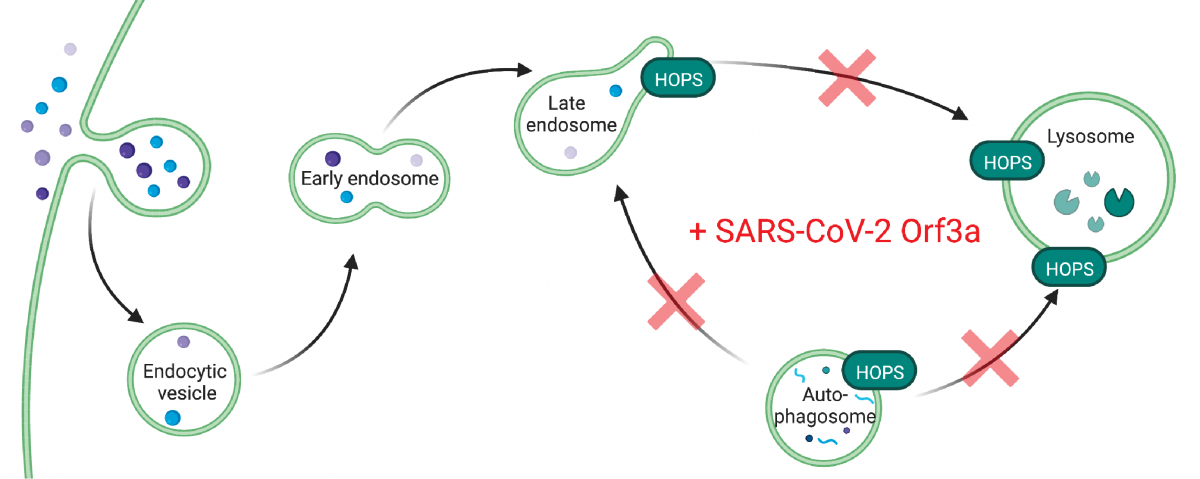 20221219_Sars_D.png