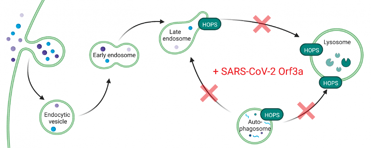 SARS-CoV-2 ORF3A interacts with the Clic-like chloride channel-1 (CLCC1)  and triggers an unfolded protein response [PeerJ]