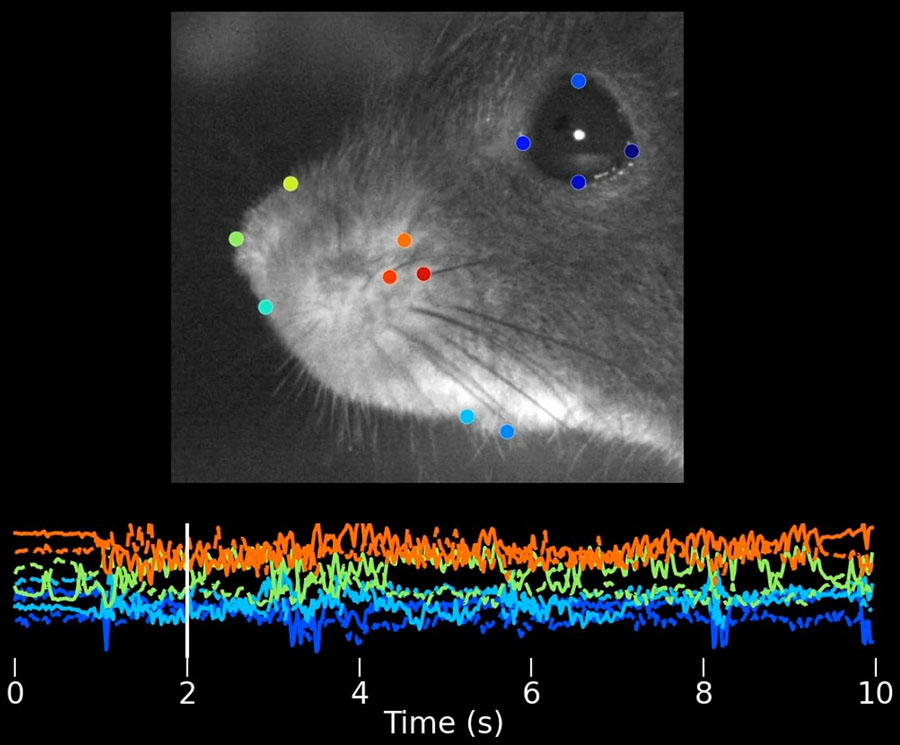 Reading the mouse mind from its face New tool decodes neural activity