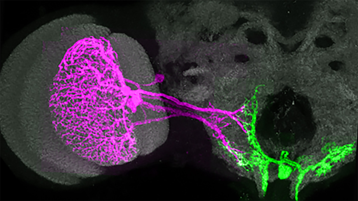 20240320_neurons.jpg