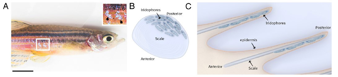 20240528_zebrafish2.jpg