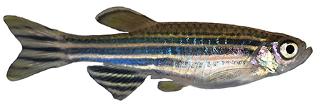 20240528_zebrafishv2.jpg