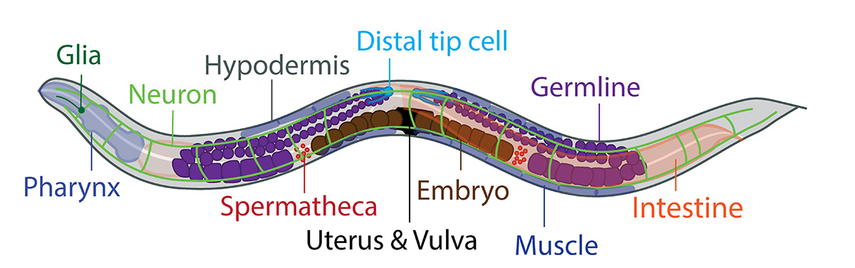20240617_wormtissues.jpg
