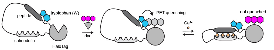 Schematic representation of WHaloCaMP, showing domain arrangement, covalent binding of the dye-ligand, and the quenching tryptophan. When the dye is in close contact with the tryptophan, the dye is turned off. In the presence of calcium, the protein changes shape – the tryptophan moves away from the dye, and the dye turns on. <em>Credit: Farrants et al. </em> 20240919_.biosensorjpg.jpg