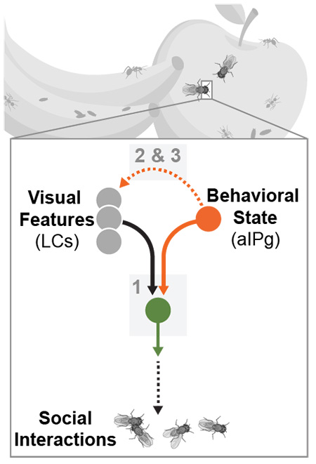 20251211_Schretter_Figure1.jpg