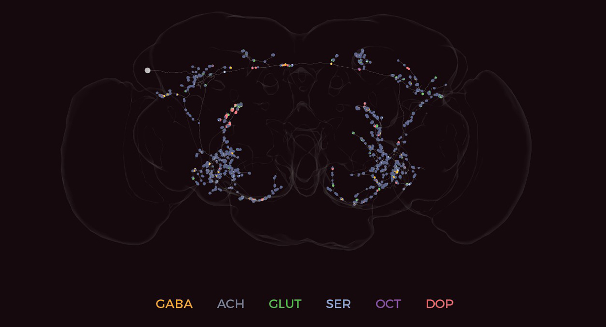 20340507_neurotransmitters2.jpg