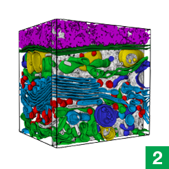 Within parts of those images, scientists painstakingly trace individual organelles by hand. COSEM2.png