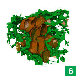 Additional tools can home in on specific organelles and pinpoint the places they interact. This image shows the interaction between mitochondria (orange) and the endoplasmic reticulum (green.) COSEM6.png