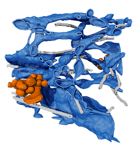 The endoplasmic reticulum (blue) sends newly made proteins on to the next step in their journey via stretchy tubular outgrowths, shown here in orange. 