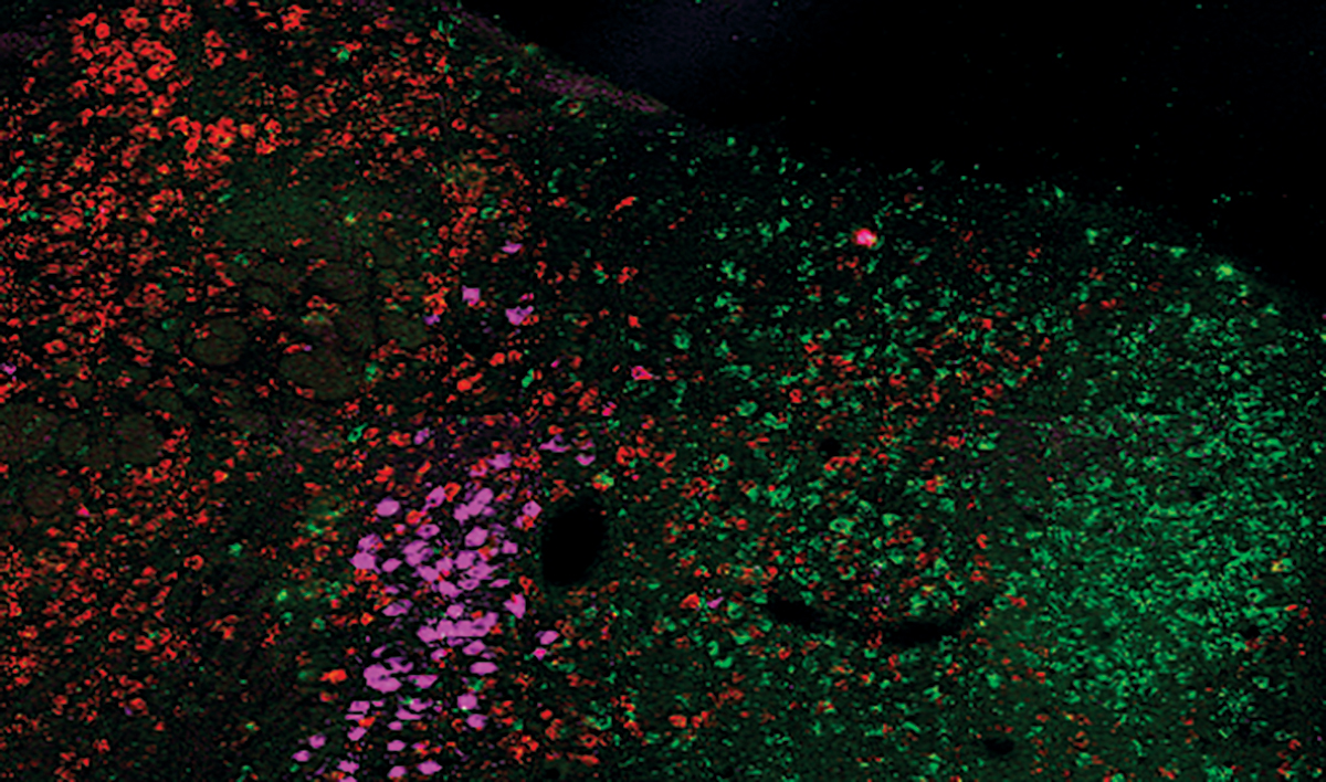 To understand the signals that keep mice eating and drinking, researchers studied a cluster of neurons (red) in a brain region called the periLC. These cells are located next to a spot in the brainstem called the locus coeruleus (magenta). Green cells are another kind of neuron found nearby in the brain. 