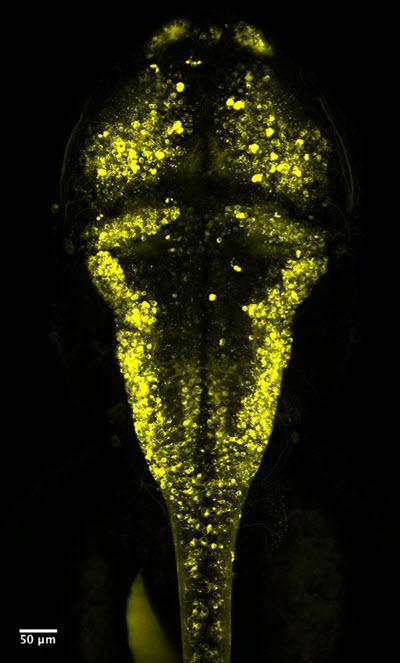 Voltron makes neurons in zebrafish brains glow.