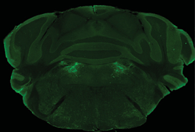 A group of neurons deep within the brain, in the region highlighted here in bright green, are part of a feedback loop that helps mice keep consuming once they start.