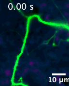 DopaFilm detection of spontaneous activity from a dendritic process. Credit: Bulumulla et al. elife_poa_e78773_Figure_5_video_2.gif