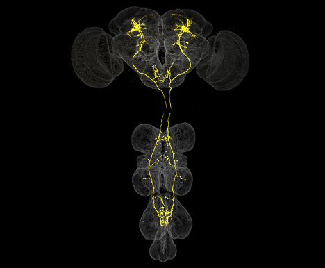 femaleflybrainv2_468.jpg