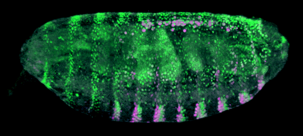 spinning_embryo.gif