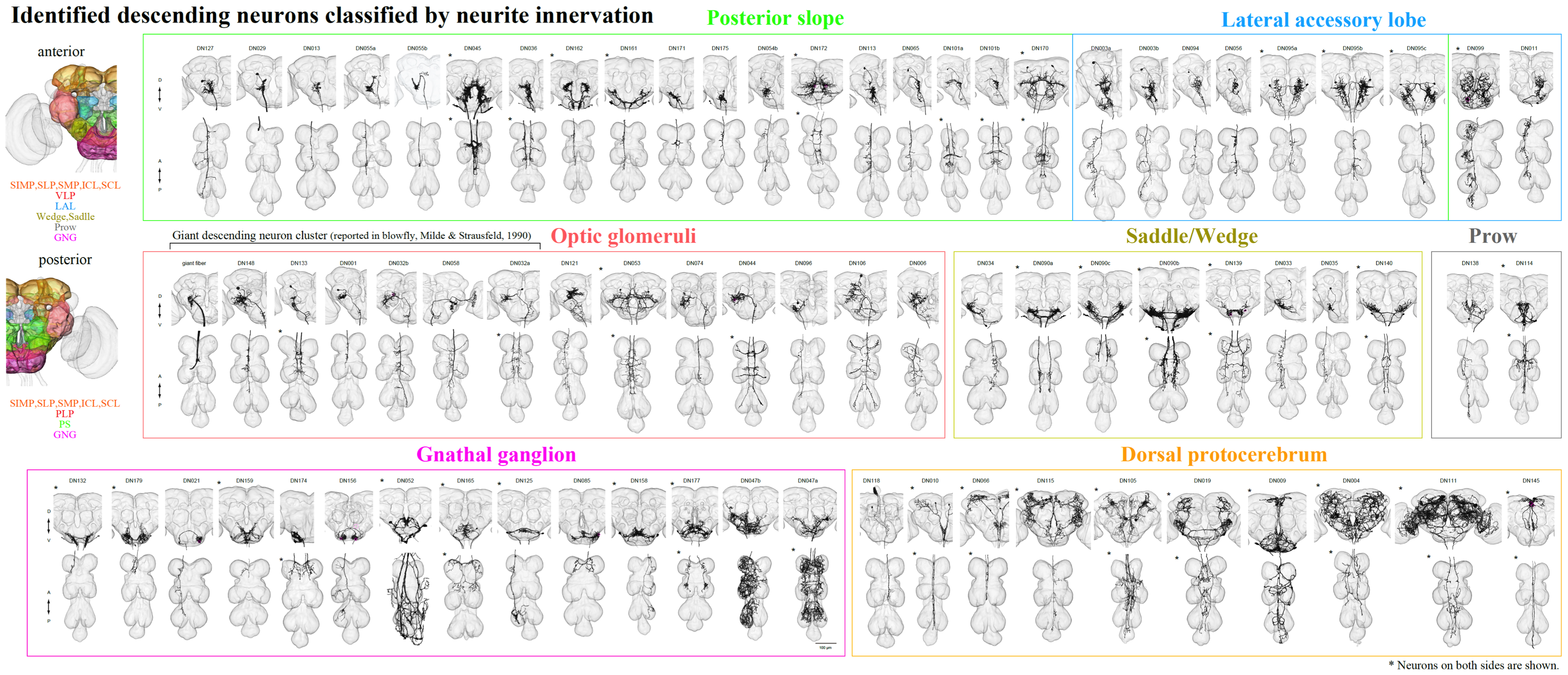 Descending Interneurons in flies