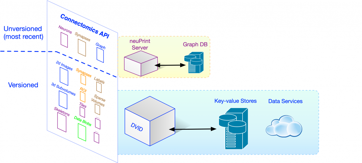 Connectomics API.png