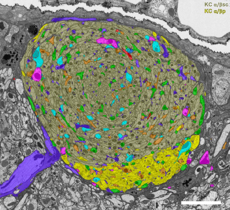 dense-connectome-of-mushroom-body.jpg