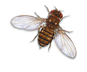 Drosophila