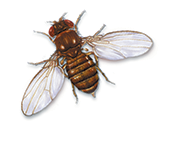 Drosophila