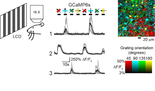 Mouse visual cortex assay