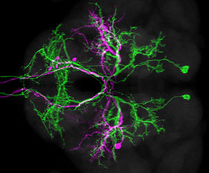 fly landing neurons 2.jpg