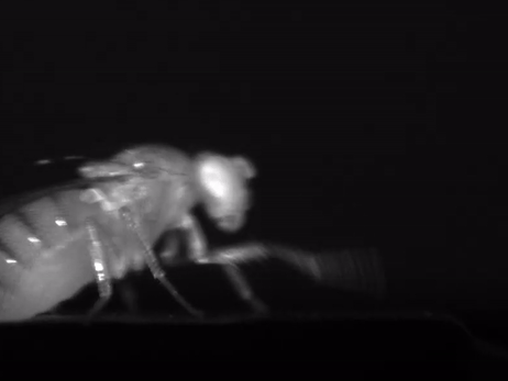 fly-cropped_0.gif