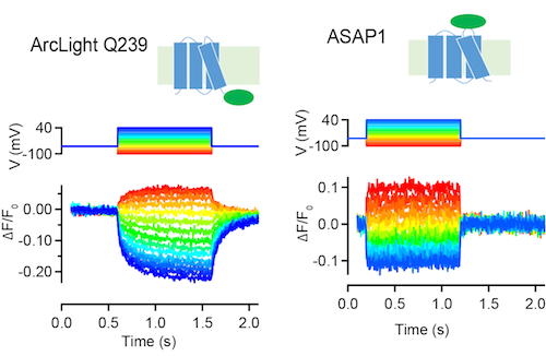 ArcLight-Q239 ASAP1 HEK cells