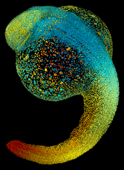 Zebrafish.png