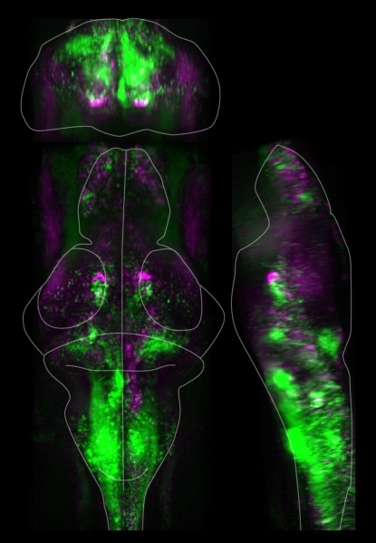 zebrafish_brain_activity.jpg