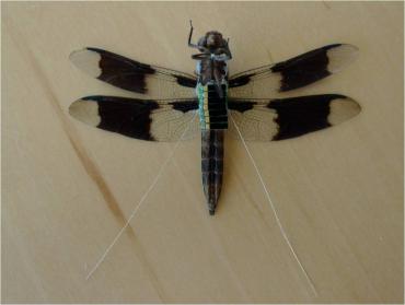 dragonfly bottom view with telemetry circuit and solar cells