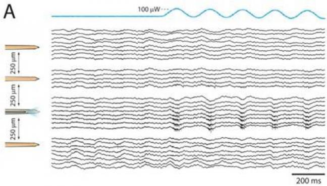 extracellular recording from silicon fiber multishank electrodes