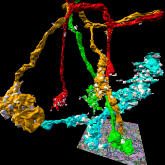 3D rendering of selected presynaptic neurons and synapses automatically reconstructed from serial section transmission electron microscopy of the Drosophila mushroombody calyx