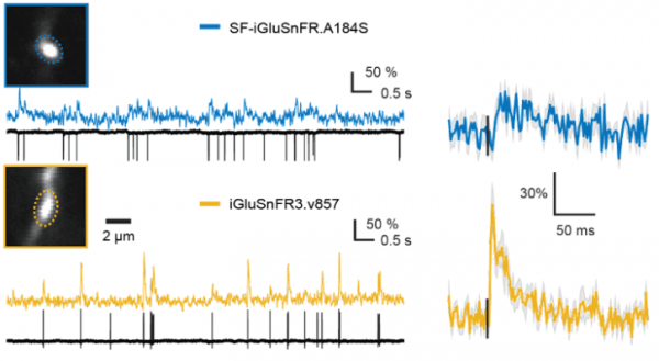 PatchClamp.png