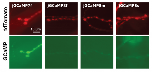 invivo_1APtraces_0.PNG