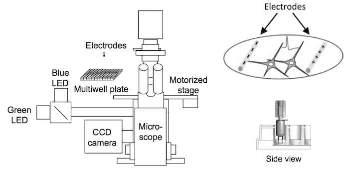 Neuronal Screening Platform Schematic