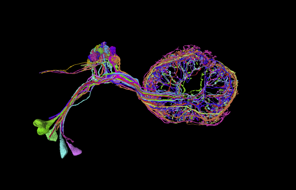 ring-neurons-drosophila.png