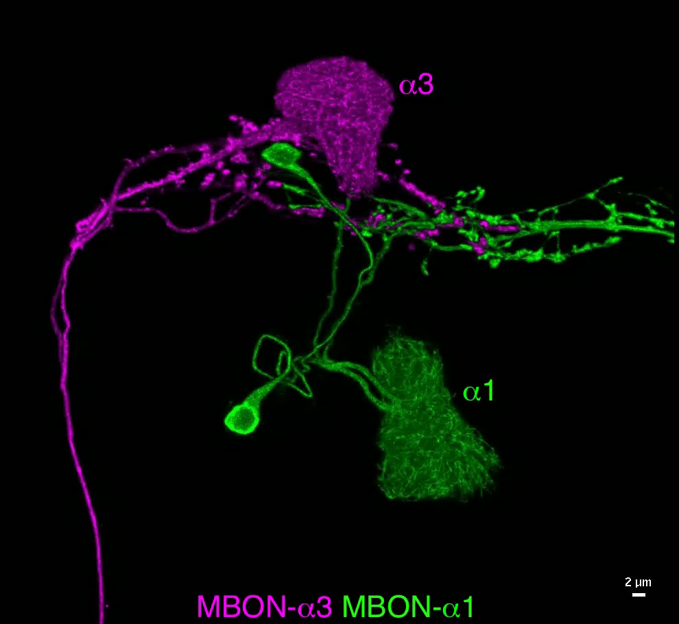 Convergence of Output Neurons