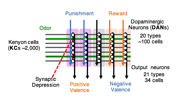 Circuit diagram of the mushroom body