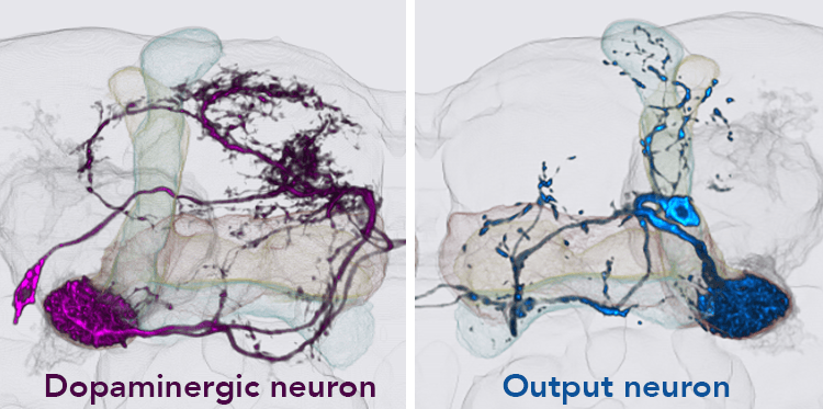 Rendering of dopaminergic and output neurons