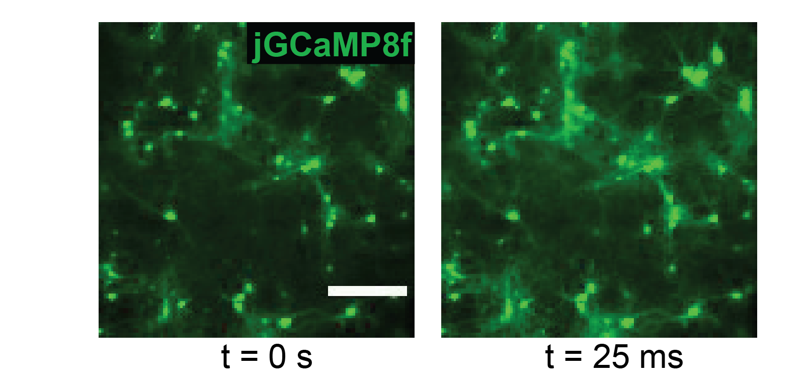Fast and sensitive GCaMP calcium indicators for imaging neural
